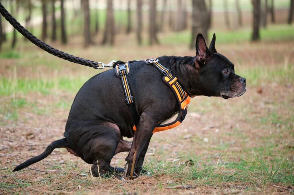 Black dog pooping on a park.