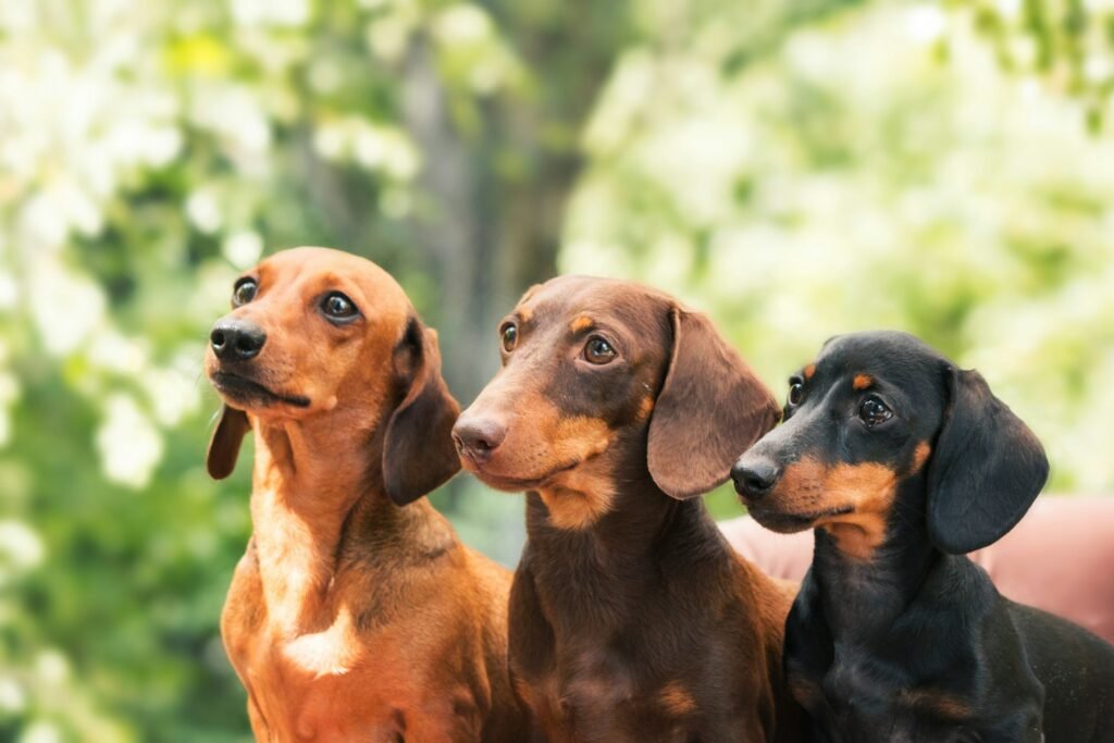 Dachshunds dog on the backyard. Three dogs outdoor in sunny summer weather.