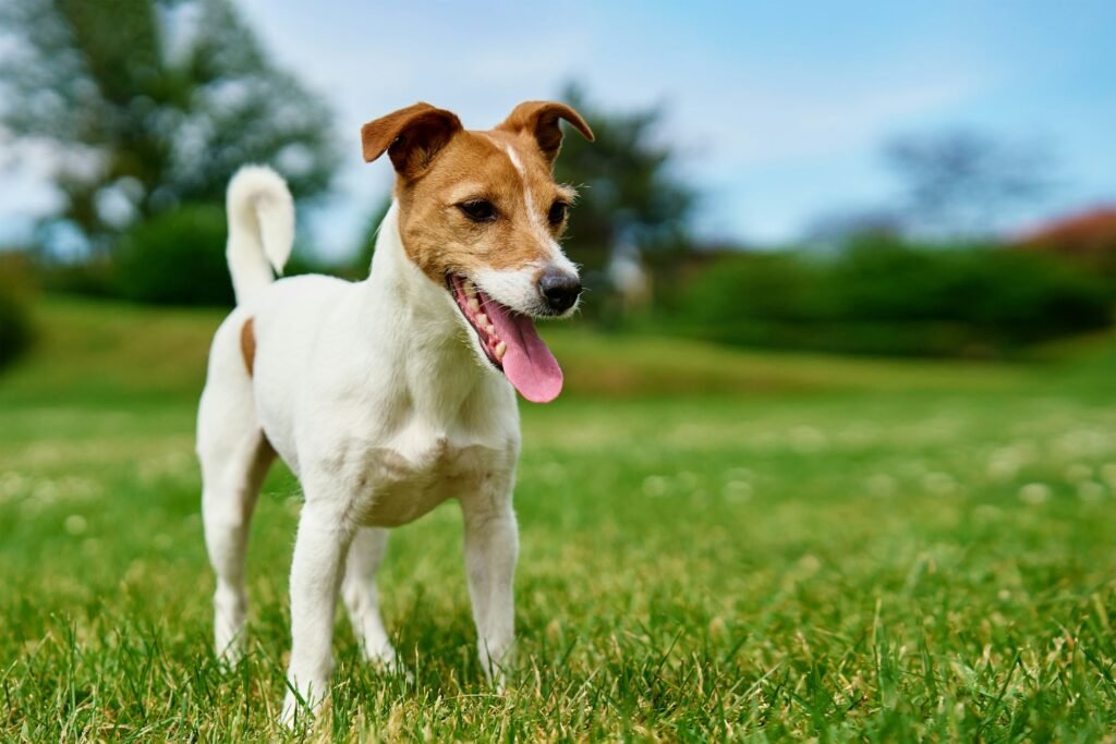 Happy Dog on Green Grass